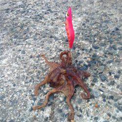 小橋　朝一から波止にてエギング　波、風がひどくタコちゃん一匹のみ