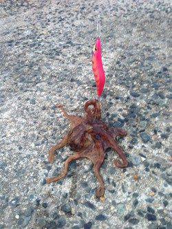 小橋　朝一から波止にてエギング　波、風がひどくタコちゃん一匹のみ