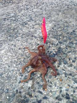 小橋　朝一から波止にてエギング　波、風がひ…