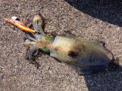 印南　天候の回復を待ってエギング開始