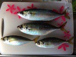 南港周辺でサビキ釣り　良型アジ・サバが釣れました