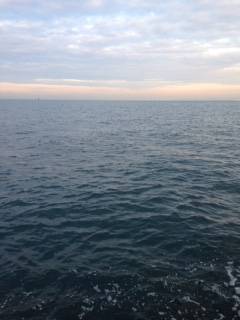 貝塚　タチウオ狙いのワインドに人生初シーバ…