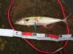 神戸港　朝小一時間ほどのショアジギングでサゴシ50cm