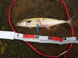 神戸港　朝小一時間ほどのショアジギングでサ…