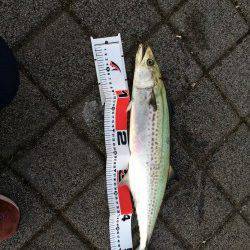 神戸港　ルアーでサゴシ・シーバス・タチウオ