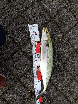 神戸港　ルアーでサゴシ・シーバス・タチウオ