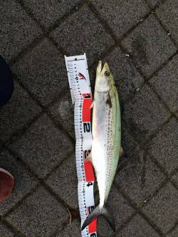 神戸港　ルアーでサゴシ・シーバス・タチウオ…