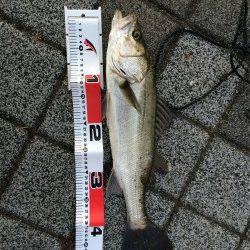 神戸港　ルアーでサゴシ・シーバス・タチウオ