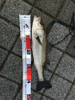 神戸港　ルアーでサゴシ・シーバス・タチウオ