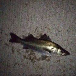 小島にてウキ釣り　メバルは釣れずスズキが釣れました