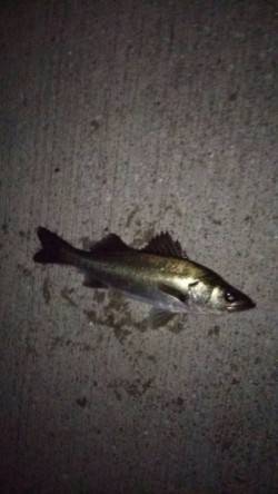 小島にてウキ釣り　メバルは釣れずスズキが釣…