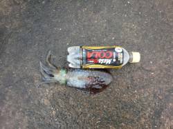 堺・一本松漁港　雨の間を見てエギングでアオ…