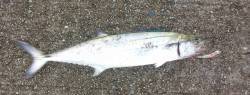 尼崎フェニックス　ショアジギング釣行はグロージグにサゴシ50cm