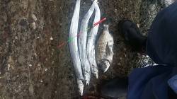 助松でタチウオ&フカセ釣り　難しい…