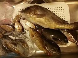 切目川河口周辺　カゴ釣りでコロダイ52cm…