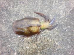 上野漁港エギングでアオリイカ　雨が激しくな…