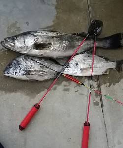 高砂埋立地でエビ撒き　エビのラインをきれい…