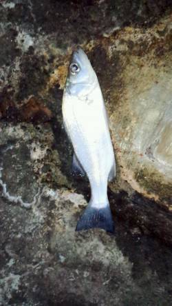 マリーナシティのメッキ釣り、かなり数が減っ…