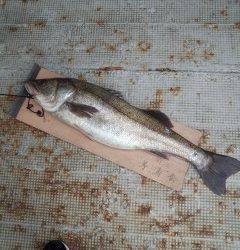 岸和田一文字・旧の赤灯台　のませでスズキ86センチ！