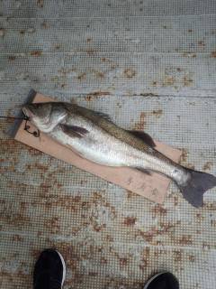 岸和田一文字・旧の赤灯台　のませでスズキ86センチ！