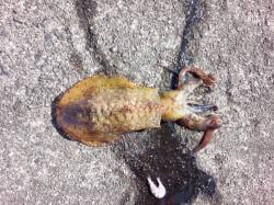 戸坂・塩津漁港　朝まずめ狙いでエギングに行…