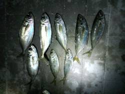 大阪南港アジング　飽きない程度にアタリあり…