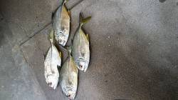 高砂埋立地周辺にてエビ撒き　早々にセイゴ、…