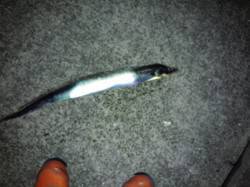 尼崎　暗くなって時合到来、ワインドでタチウ…