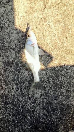 和歌山マリーナシティ　ルアーでメッキ18匹…