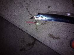 尼崎　一時間勝負でタチウオワインド　ポツポ…