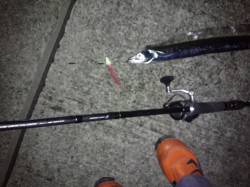 尼崎タチウオワインド　ぽつぽつ当たって三匹…