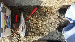 高砂埋立地　エビ撒き釣りでハネ