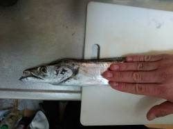 岸和田タチウオ釣果　明け方にウキがすう～っ…