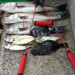 高砂埋立地周辺　エビ撒きハネ釣り、ハネのほかアジ・ヒラメ・サンバソウ・メッキ