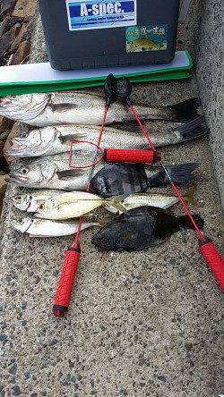 高砂埋立地周辺　エビ撒きハネ釣り、ハネのほかアジ・ヒラメ・サンバソウ・メッキ