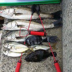 高砂埋立地周辺　エビ撒きハネ釣り、ハネのほかアジ・ヒラメ・サンバソウ・メッキ