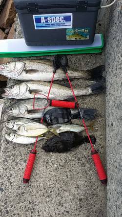 高砂埋立地周辺　エビ撒きハネ釣り、ハネのほ…