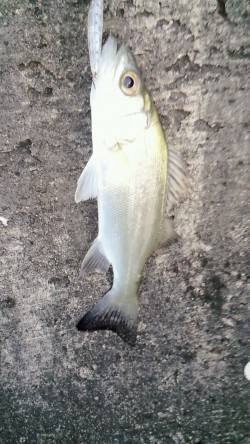 和歌山マリーナシティ、だんだんメッキ少なく…