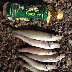 本荘人工島　投げでキス・サビキでアジ釣り　カレイはアタリ無し