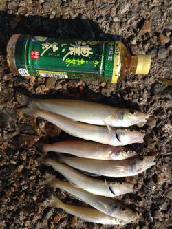 本荘人工島　投げでキス・サビキでアジ釣り　…