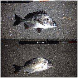 舞洲　昨晩はアジング堪能出来ました　アジのほかガシラ・チヌ・キビレも☆