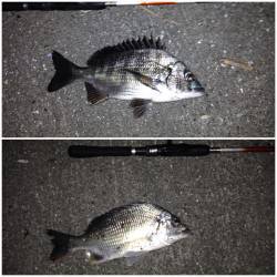 舞洲　昨晩はアジング堪能出来ました　アジのほかガシラ・チヌ・キビレも☆