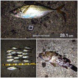 舞洲　昨晩はアジング堪能出来ました　アジのほかガシラ・チヌ・キビレも☆