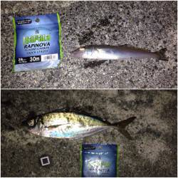 大阪南港アジング　25センチオーバーのアジ…