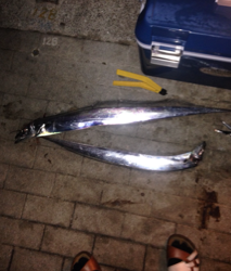 ショアジギングタックルでワインド、お見事メーターオーバー！