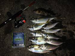 大阪南港　水深あり潮速いエリアでのアジング…