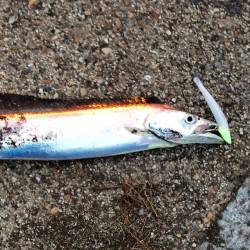 舞洲　満潮から下げに入っての強烈なアタリで…