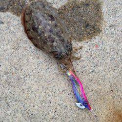 白杉　仕事帰りのエギング釣行はコウイカ＆タコ