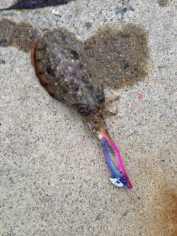 白杉　仕事帰りのエギング釣行はコウイカ＆タ…