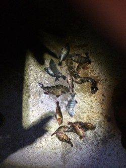 佐野漁港　ウキ釣りでガシラ・メバル・小チヌ数出ました